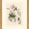 Audubon's Watercolors Octavo Pl. 197, Red Crossbill