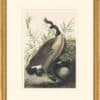 Audubon's Watercolors Octavo Pl. 201, Canada Goose