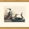 Audubon's Watercolors Octavo Pl. 202, Red-throated Loon
