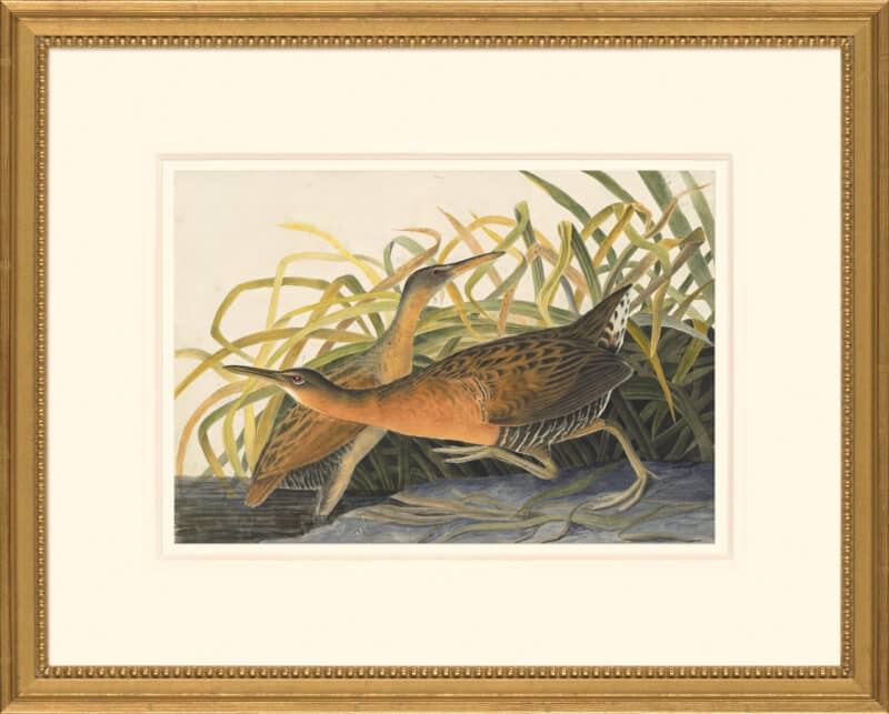 Audubon's Watercolors Octavo Pl. 203, King Rail