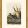 Audubon's Watercolors Octavo Pl. 204, Clapper Rail