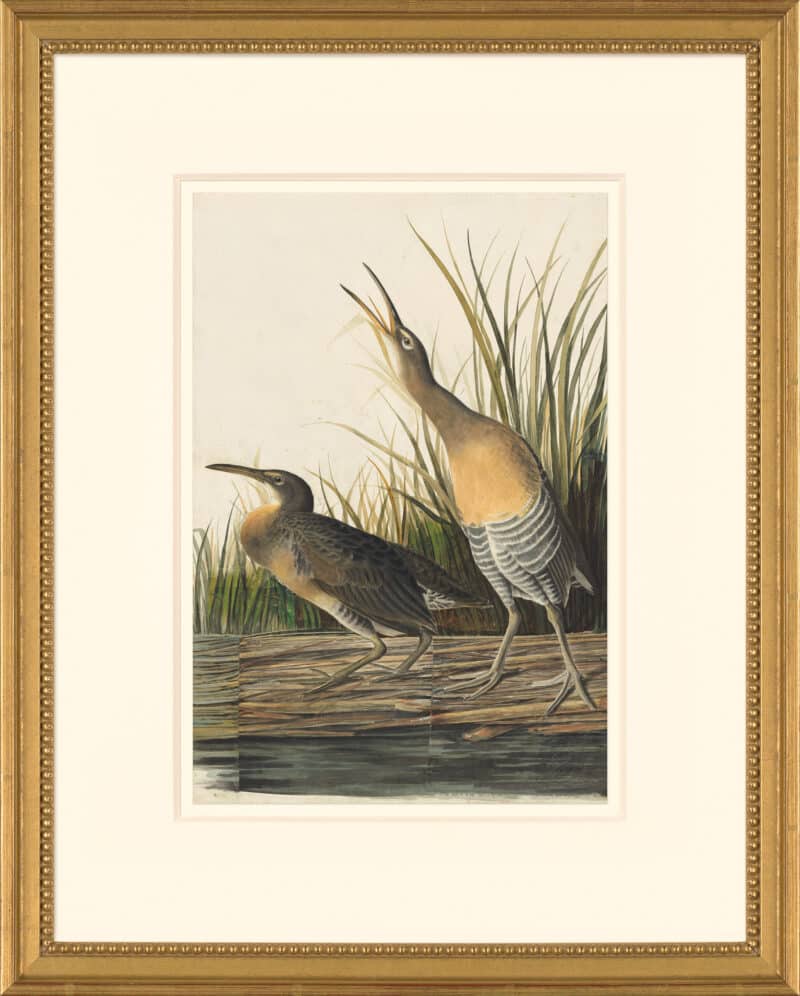 Audubon's Watercolors Octavo Pl. 204, Clapper Rail