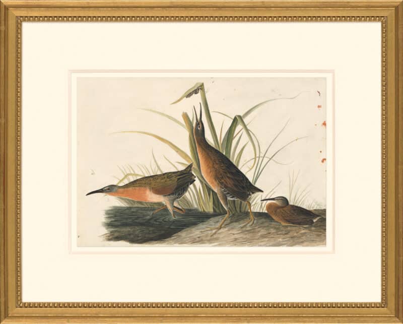 Audubon's Watercolors Octavo Pl. 205, Virginia Rail
