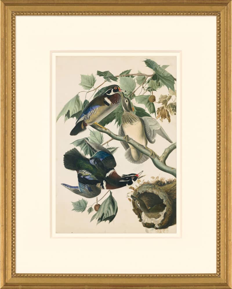Audubon's Watercolors Octavo Pl. 206, Summer or Wood Duck