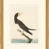 Audubon's Watercolors Octavo Pl. 207, Brown Booby