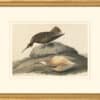 Audubon's Watercolors Octavo Pl. 208, Eskimo Curlew