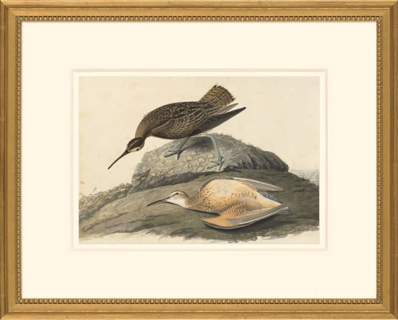 Audubon's Watercolors Octavo Pl. 208, Eskimo Curlew