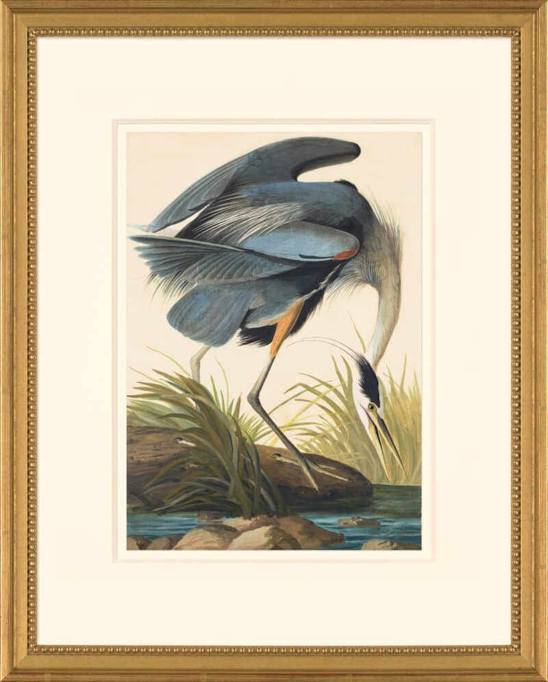 Audubon's Watercolors Octavo Pl. 211, Great blue Heron