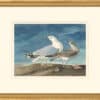 Audubon's Watercolors Octavo Pl. 212, Ring-billed Gull