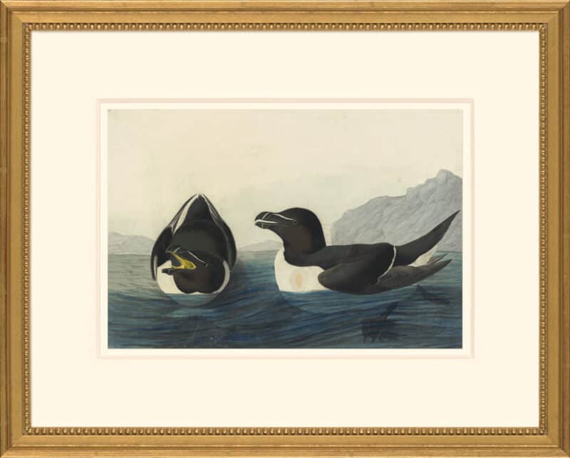 Audubon's Watercolors Octavo Pl. 214, Razorbill