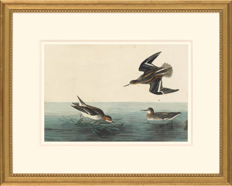 Audubon's Watercolors Octavo Pl. 215, Red-necked Phalarope