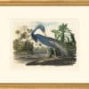 Audubon's Watercolors Octavo Pl. 217, Louisiana Heron