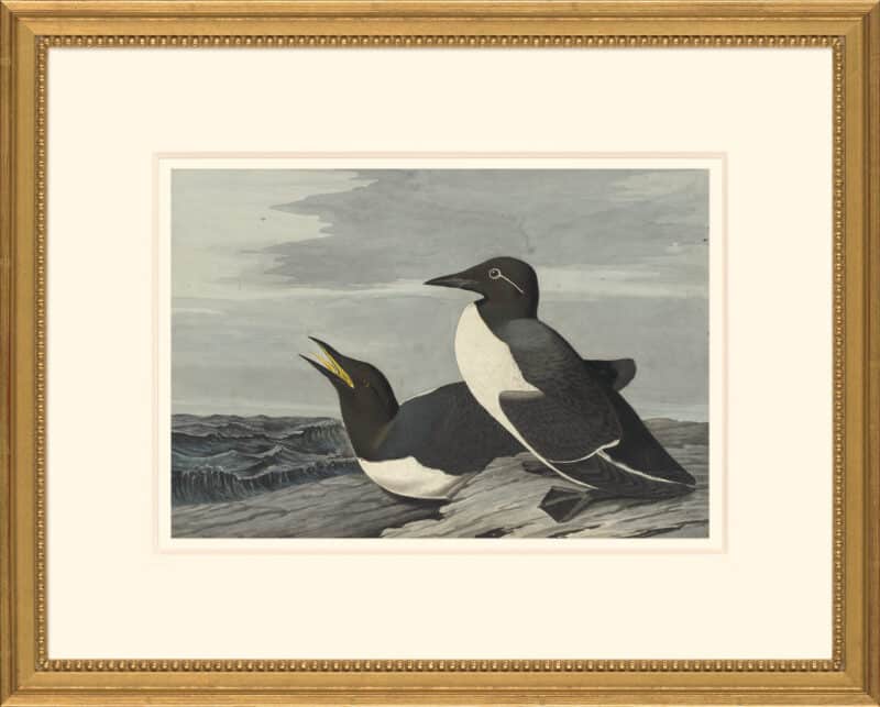 Audubon's Watercolors Octavo Pl. 218, Common Murre