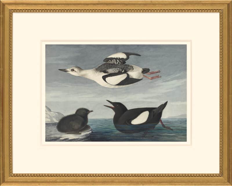 Audubon's Watercolors Octavo Pl. 219, Black Guillemot