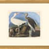 Audubon's Watercolors Octavo Pl. 222, White Ibis