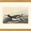 Audubon's Watercolors Octavo Pl. 223, American Osytercatcher