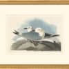 Audubon's Watercolors Octavo Pl. 224, Black-legged Kittiwake