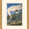 Audubon's Watercolors Octavo Pl. 226, Hooping Crane