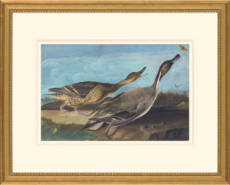 Audubon's Watercolors Octavo Pl. 227, Northern Pintail