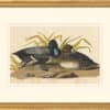 Audubon's Watercolors Octavo Pl. 229, Greater Scaup