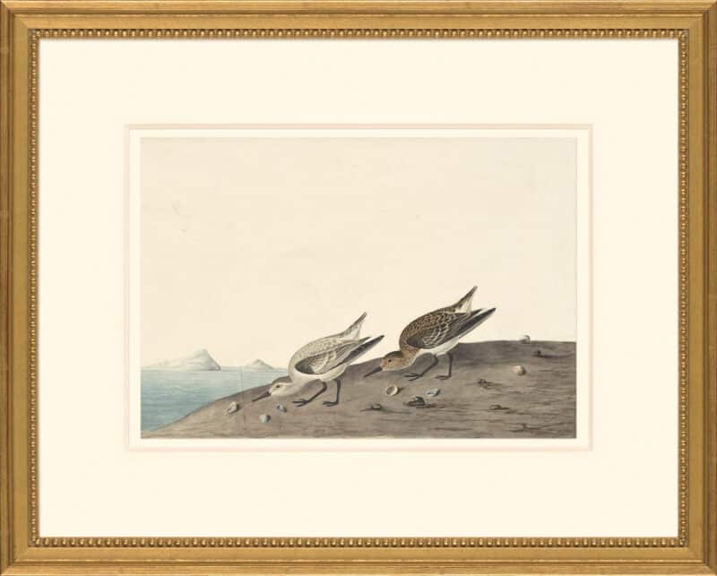 Audubon's Watercolors Octavo Pl. 230, Sanderling