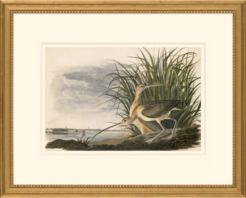 Audubon's Watercolors Octavo Pl. 231, Long-billed Curlew