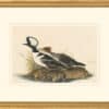 Audubon's Watercolors Octavo Pl. 232, Hooded Merganser