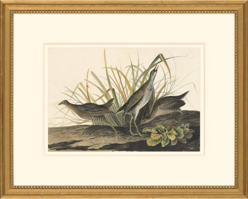Audubon's Watercolors Octavo Pl. 233, Sora