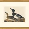 Audubon's Watercolors Octavo Pl. 234, Ring-necked Duck