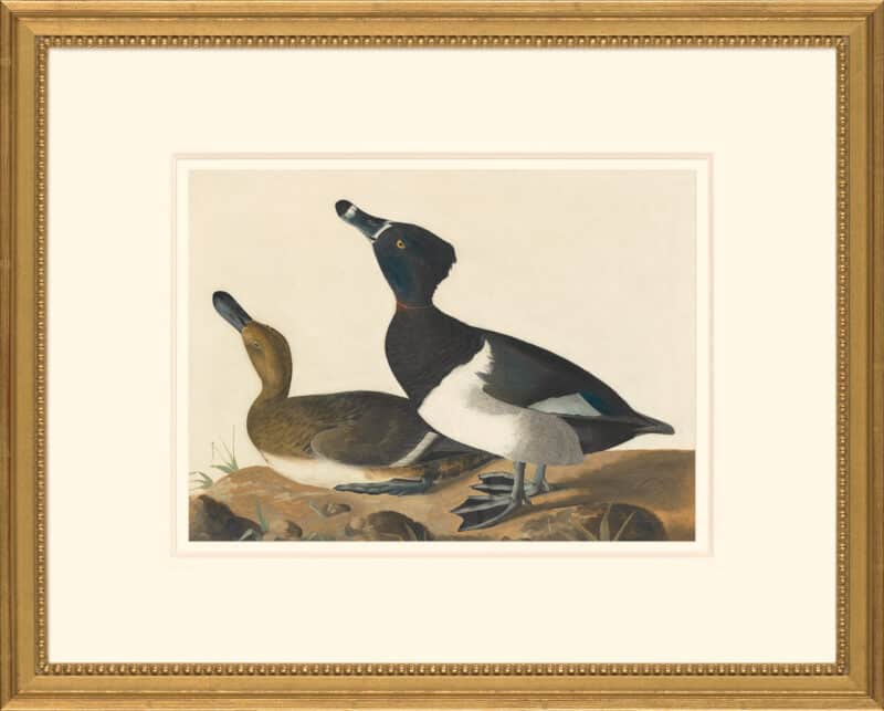 Audubon's Watercolors Octavo Pl. 234, Ring-necked Duck
