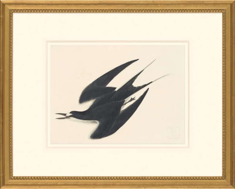 Audubon's Watercolors Octavo Pl. 235, Sooty Tern