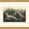 Audubon's Watercolors Octavo Pl. 236, Black-crowned Night-Heron