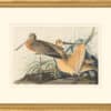 Audubon's Watercolors Octavo Pl. 238, Marbled Godwit
