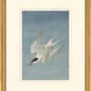 Audubon's Watercolors Octavo Pl. 240, Roseate Tern