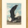 Audubon's Watercolors Octavo Pl. 241, Great Black-backed Gull