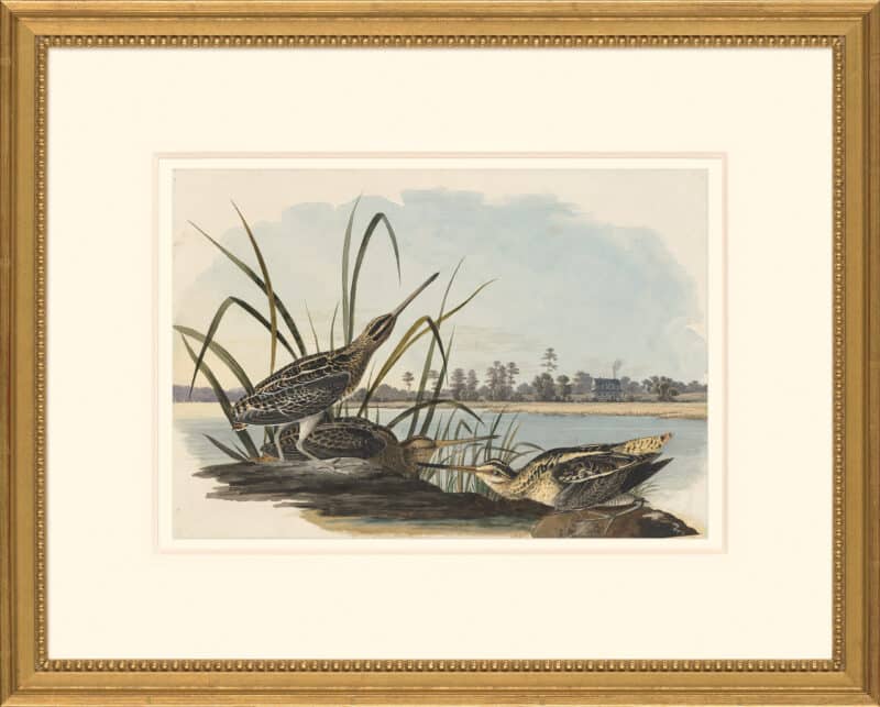 Audubon's Watercolors Octavo Pl. 243, Common Snipe