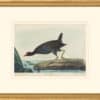 Audubon's Watercolors Octavo Pl. 244, Common Moorhen