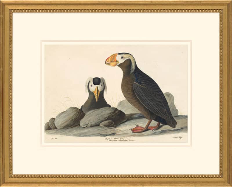 Audubon's Watercolors Octavo Pl. 249, Tufted Puffin