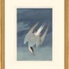 Audubon's Watercolors Octavo Pl. 250, Arctic Tern