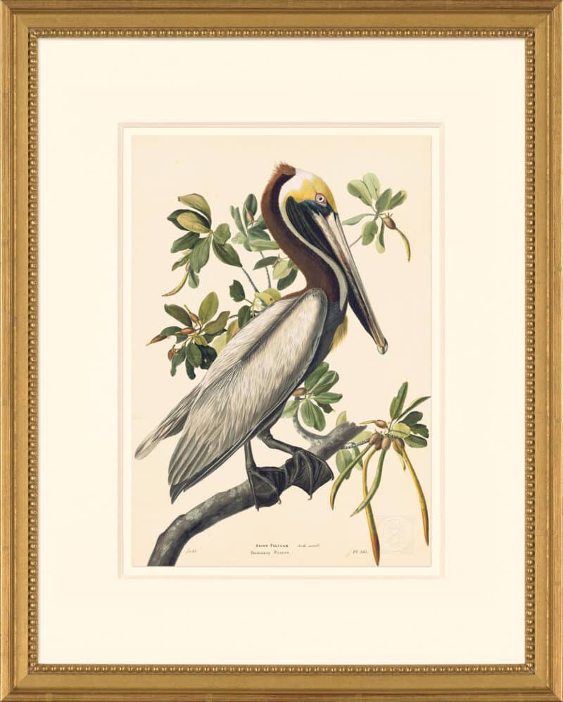 Audubon's Watercolors Octavo Pl. 251, Brown Pelican Adult