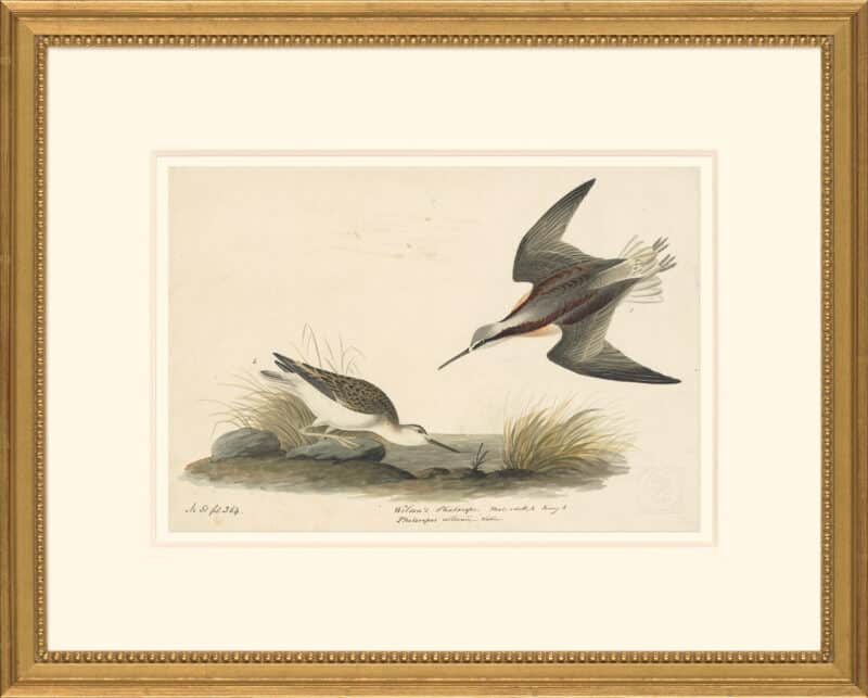 Audubon's Watercolors Octavo Pl. 254, Wilson's Phalarope