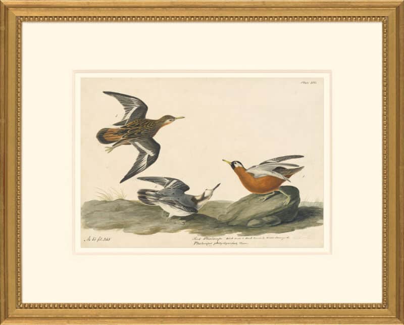 Audubon's Watercolors Octavo Pl. 255, Red Phalarope