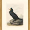 Audubon's Watercolors Octavo Pl. 257, Double-crested Cormorant