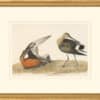 Audubon's Watercolors Octavo Pl. 258, Hudsonian Godwit