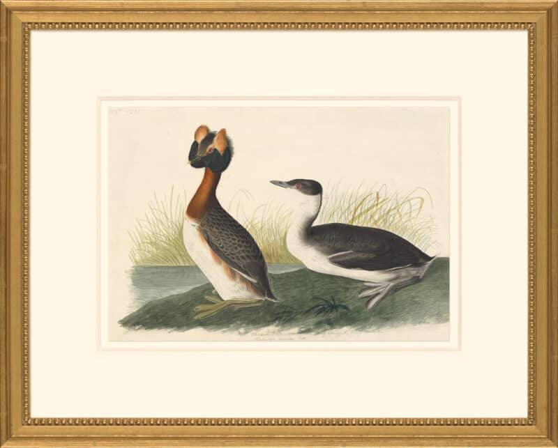 Audubon's Watercolors Octavo Pl. 259, Horned Grebe