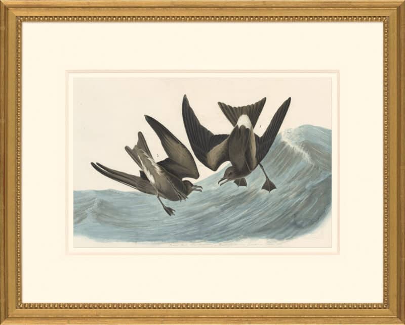 Audubon's Watercolors Octavo Pl. 260, Leach's Storm-Petrel