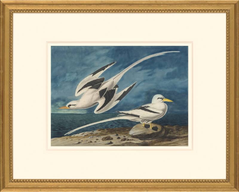 Audubon's Watercolors Octavo Pl. 262, White-tailed Tropic Bird
