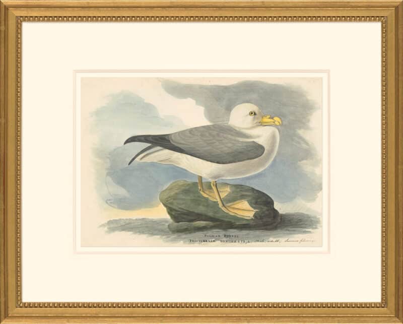 Audubon's Watercolors Octavo Pl. 264, Northern Fulmar