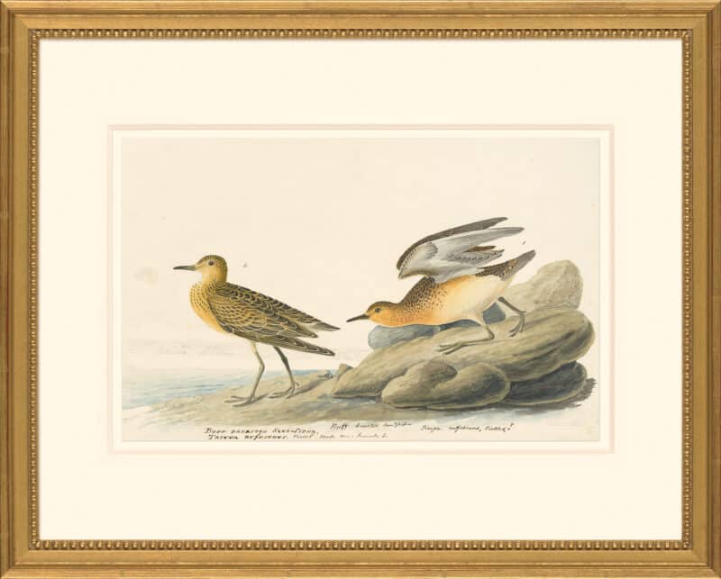 Audubon's Watercolors Octavo Pl. 265, Buff-breasted Sandpiper