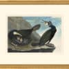 Audubon's Watercolors Octavo Pl. 266, Great Cormorant